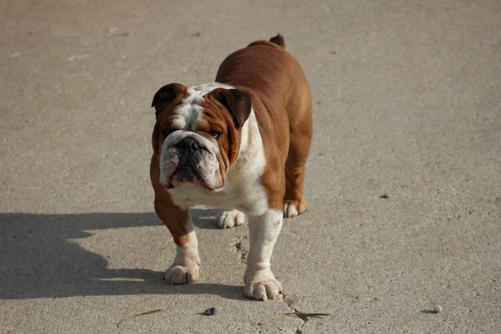 Beautiful litter of English Bulldogs from Fallen Timbers breeder image 16