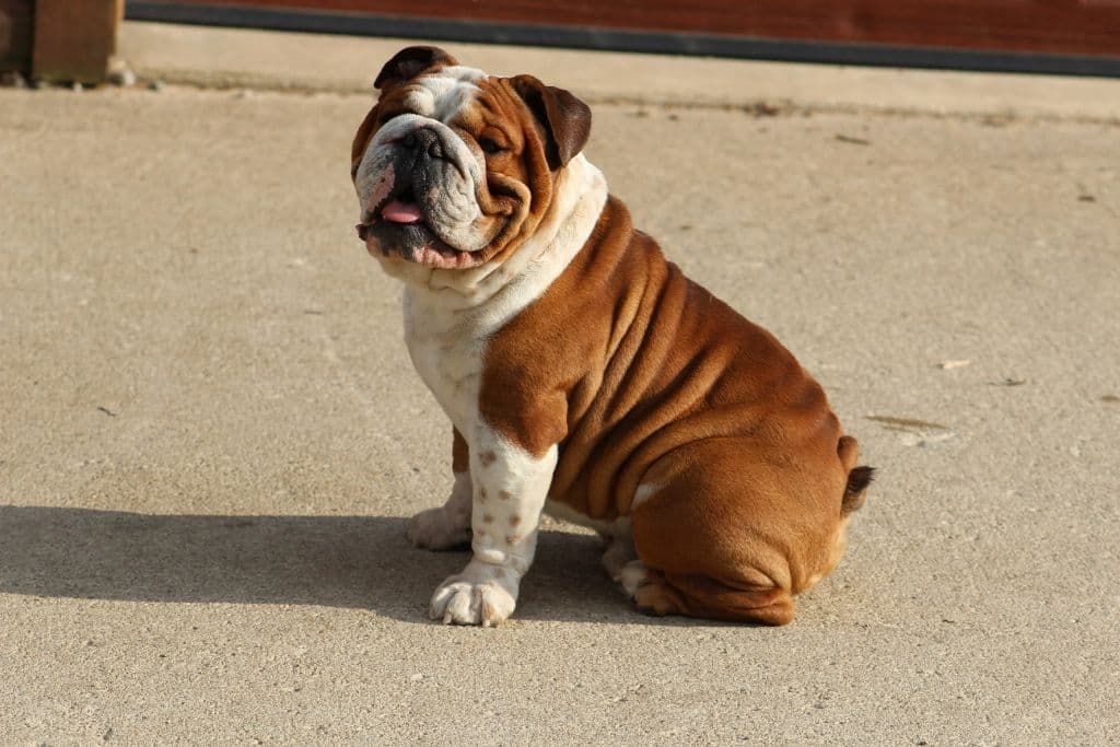 Beautiful litter of English Bulldogs from Fallen Timbers breeder image 14