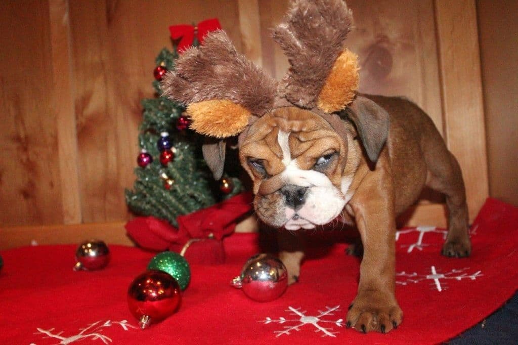 Beautiful litter of English Bulldogs from Fallen Timbers breeder image 19