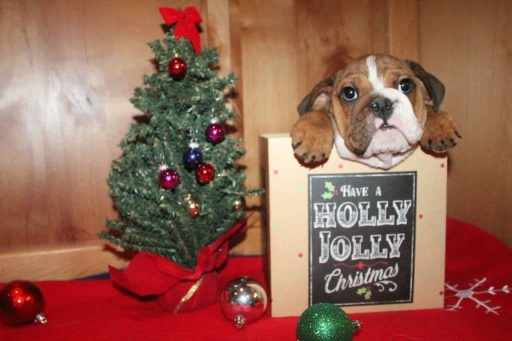 Beautiful litter of English Bulldogs from Fallen Timbers breeder image 21