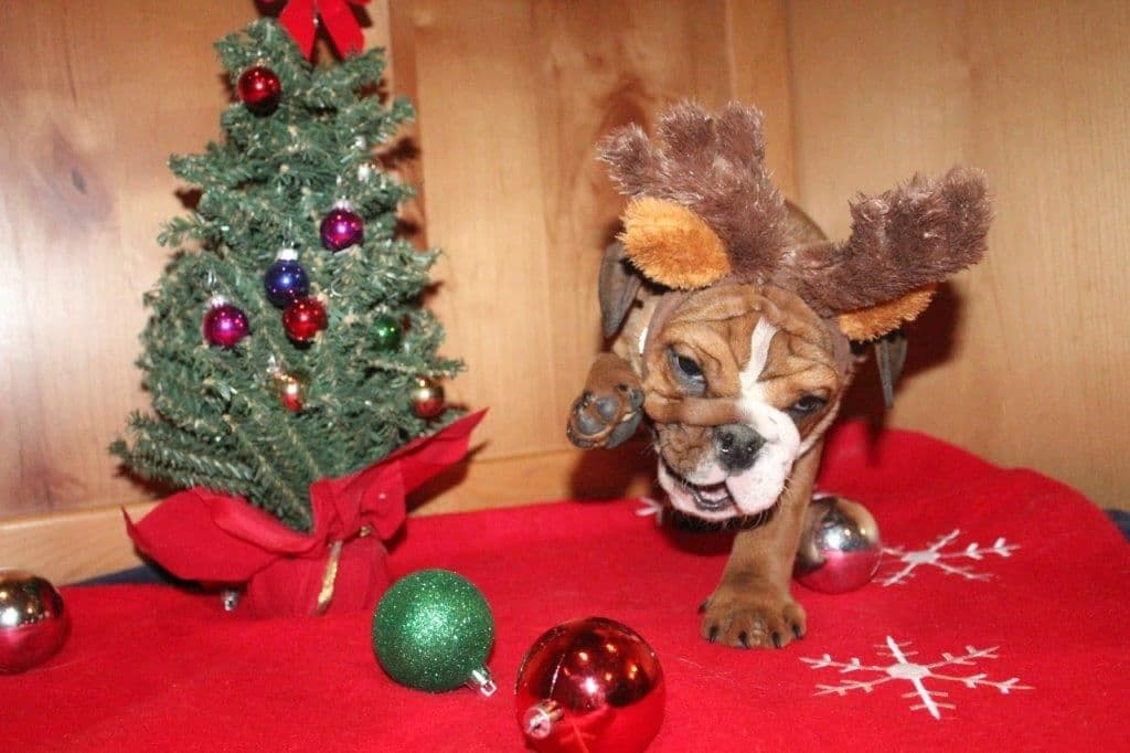 Beautiful litter of English Bulldogs from Fallen Timbers breeder image 20