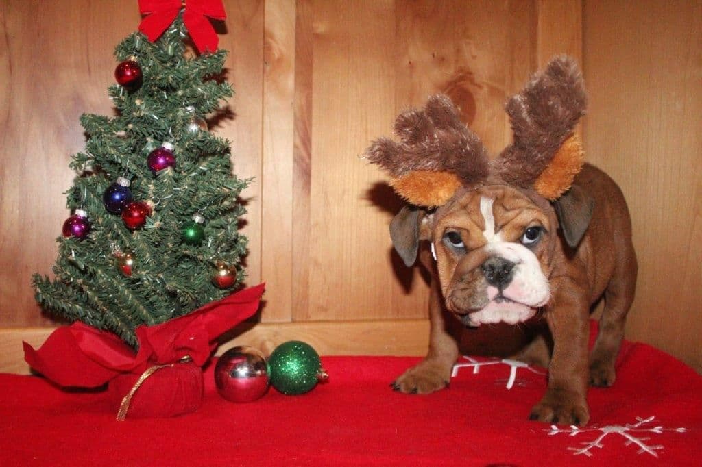 Beautiful litter of English Bulldogs from Fallen Timbers breeder image 24