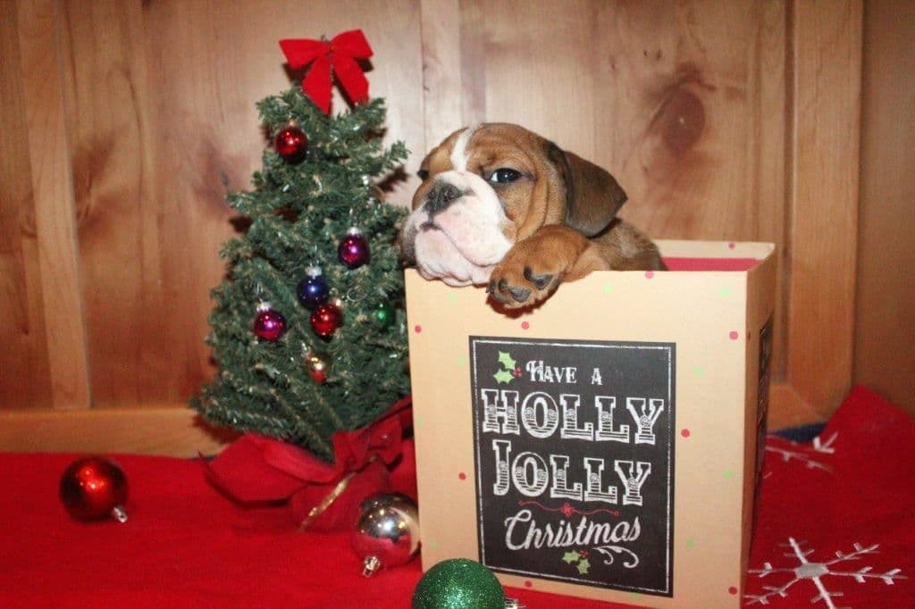 Beautiful litter of English Bulldogs from Fallen Timbers breeder image 23