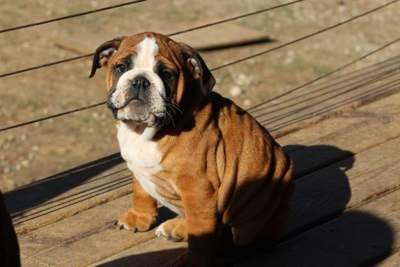 Beautiful litter of English Bulldogs from Fallen Timbers breeder image 26