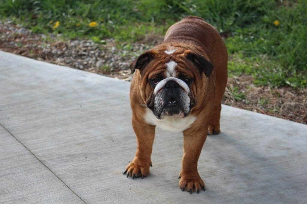 Beautiful litter of English Bulldogs from Fallen Timbers breeder image 25