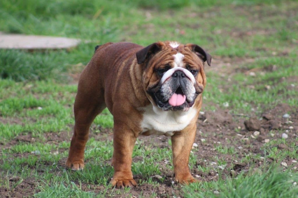 Beautiful litter of English Bulldogs from Fallen Timbers breeder image 27
