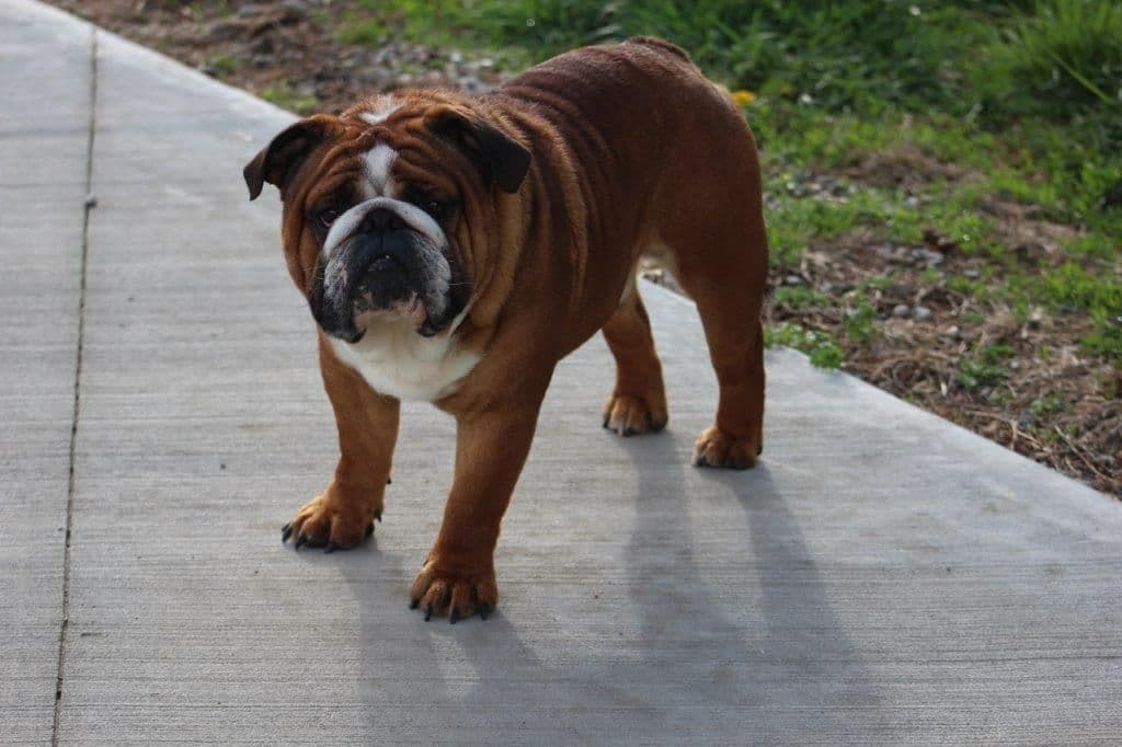 Beautiful litter of English Bulldogs from Fallen Timbers breeder image 30