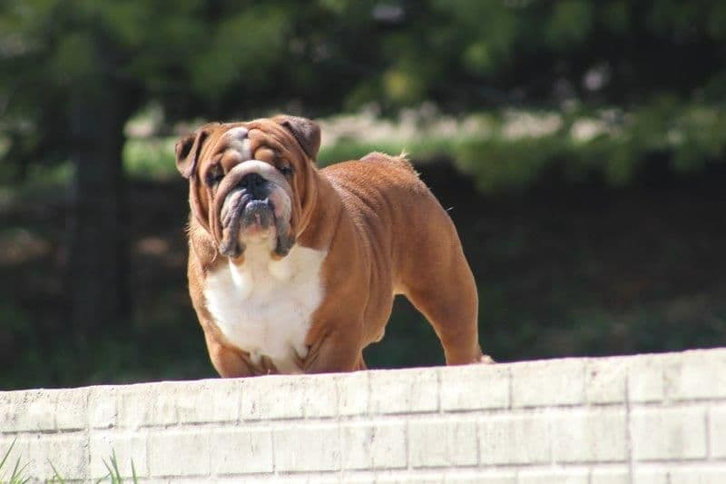 Beautiful litter of English Bulldogs from Fallen Timbers breeder image 31