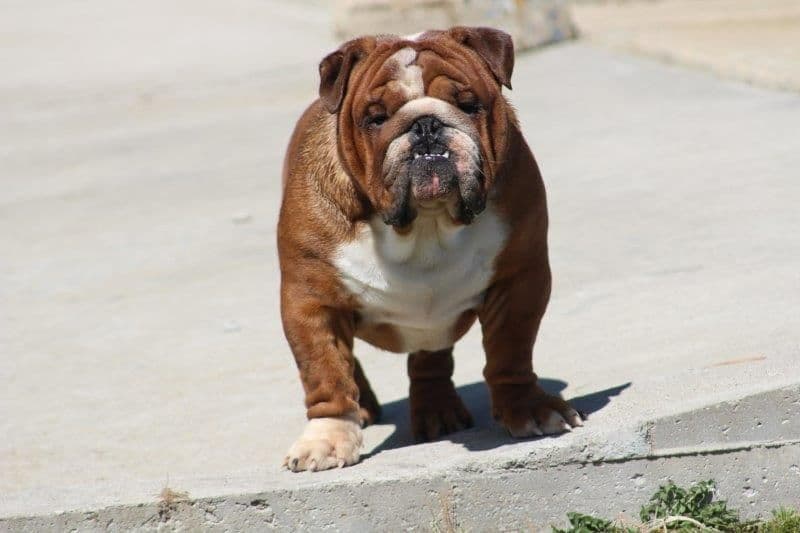 Beautiful litter of English Bulldogs from Fallen Timbers breeder image 32