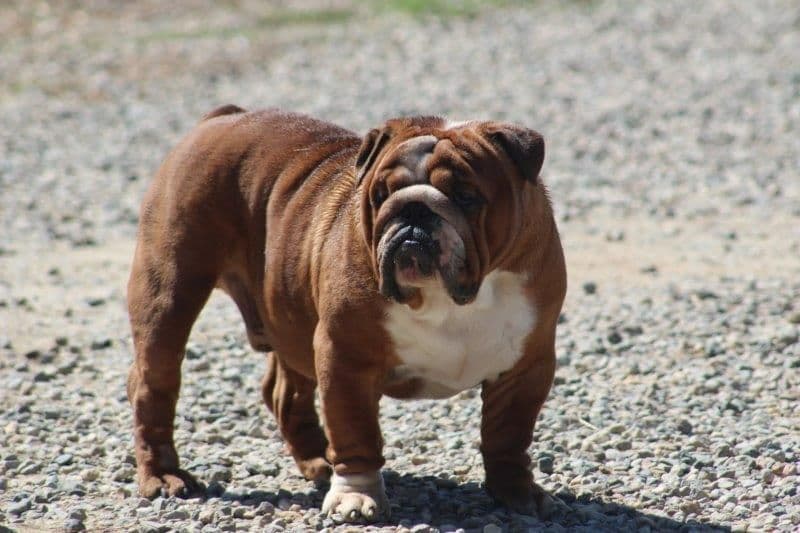Beautiful litter of English Bulldogs from Fallen Timbers breeder image 33
