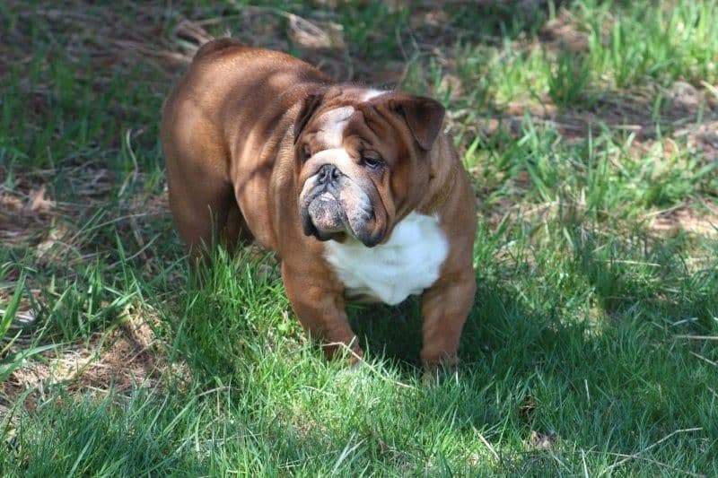Beautiful litter of English Bulldogs from Fallen Timbers breeder image 34