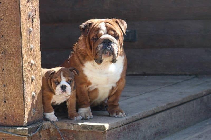 Beautiful litter of English Bulldogs from Fallen Timbers breeder image 35