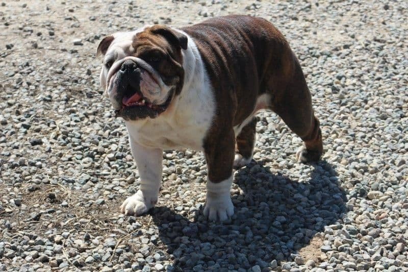 Beautiful litter of English Bulldogs from Fallen Timbers breeder image 39