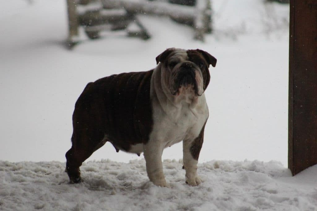 Beautiful litter of English Bulldogs from Fallen Timbers breeder image 37