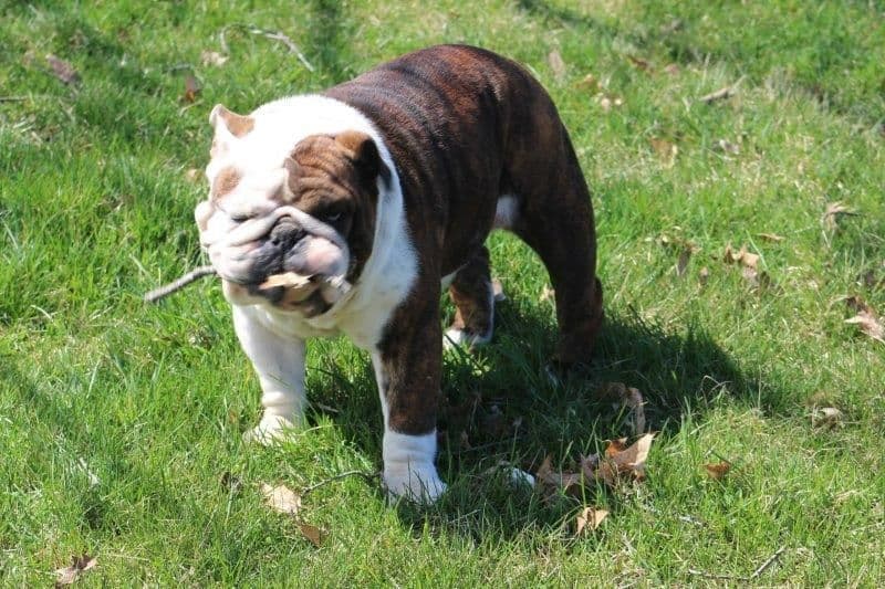 Beautiful litter of English Bulldogs from Fallen Timbers breeder image 38