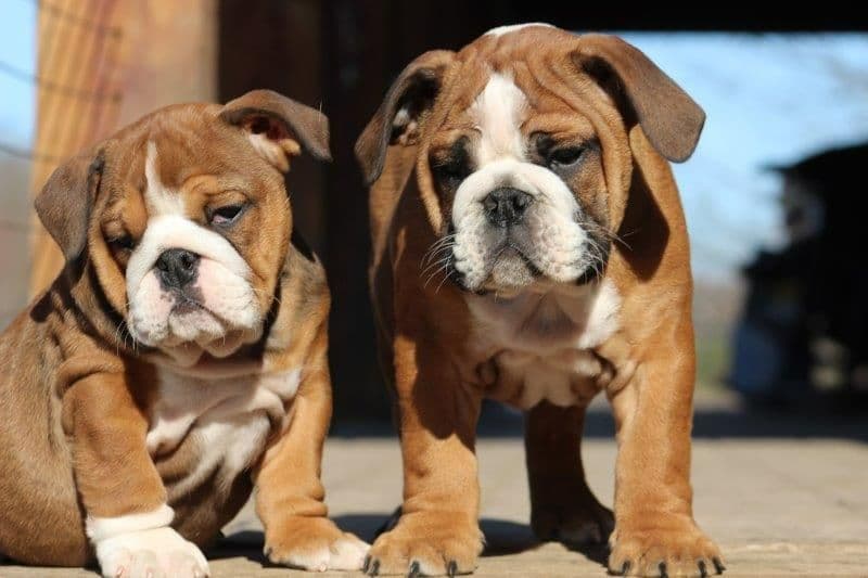Beautiful litter of English Bulldogs from Fallen Timbers breeder image 45