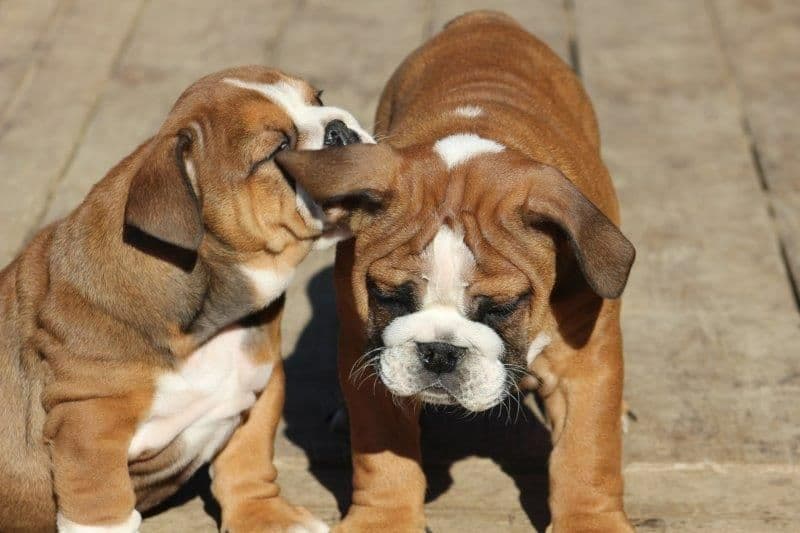 Beautiful litter of English Bulldogs from Fallen Timbers breeder image 42
