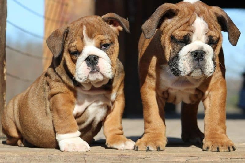 Beautiful litter of English Bulldogs from Fallen Timbers breeder image 41