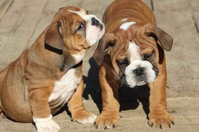 Beautiful litter of English Bulldogs from Fallen Timbers breeder image 44