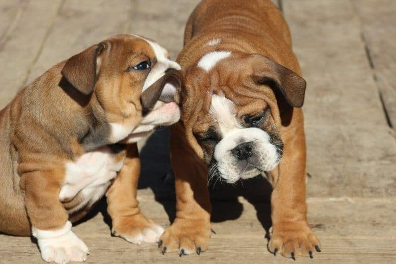 Beautiful litter of English Bulldogs from Fallen Timbers breeder image 46