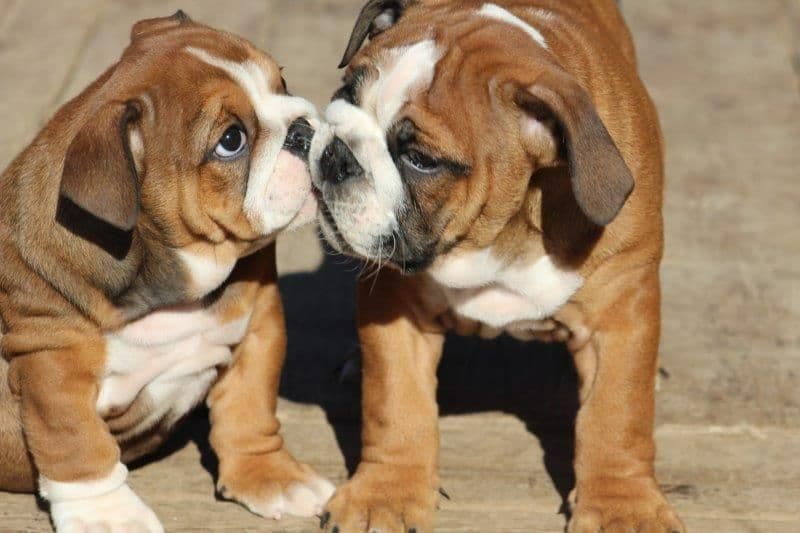 Beautiful litter of English Bulldogs from Fallen Timbers breeder image 43