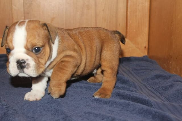 Extraordinary litter of Red English Bulldog Puppies media 4