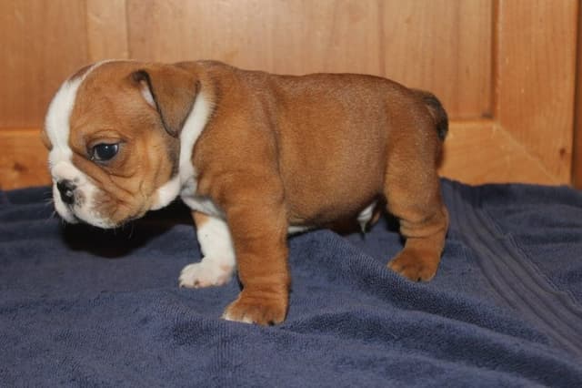 Extraordinary litter of Red English Bulldog Puppies media 3