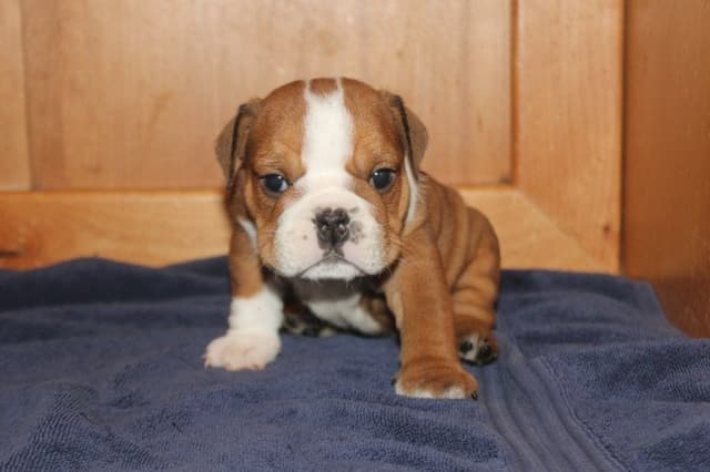 Extraordinary litter of Red English Bulldog Puppies media 2
