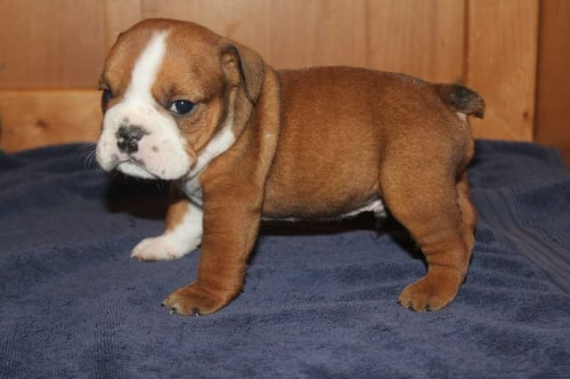 Extraordinary litter of Red English Bulldog Puppies media 7