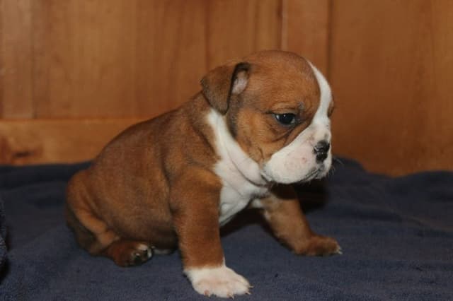 Extraordinary litter of Red English Bulldog Puppies media 6