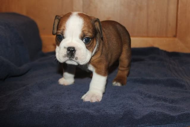 Extraordinary litter of Red English Bulldog Puppies media 10