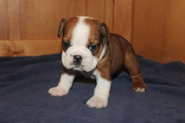 Extraordinary litter of Red English Bulldog Puppies media 9