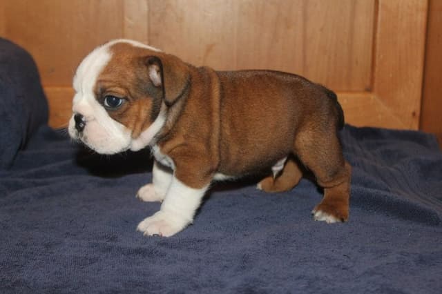 Extraordinary litter of Red English Bulldog Puppies media 11