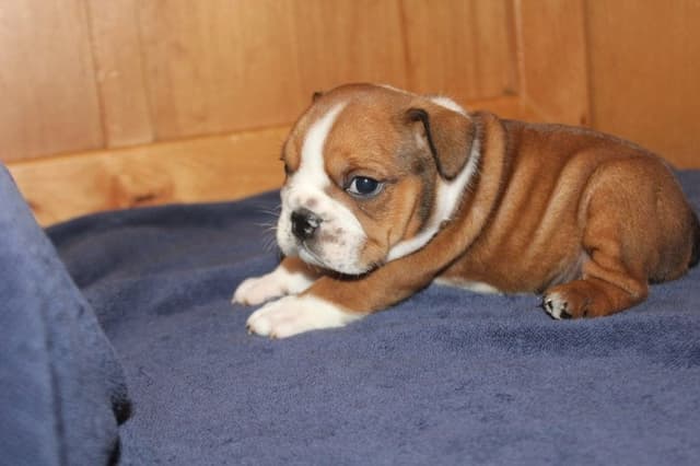 Extraordinary litter of Red English Bulldog Puppies media 13