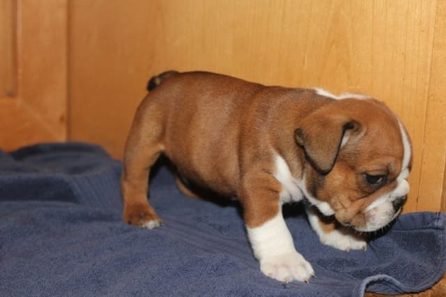 Extraordinary litter of Red English Bulldog Puppies media 12
