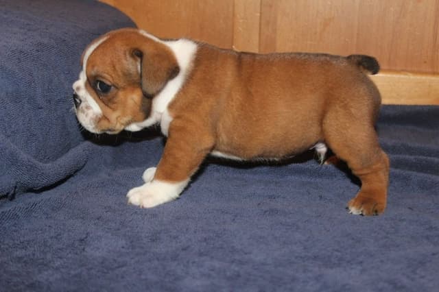 Extraordinary litter of Red English Bulldog Puppies media 14