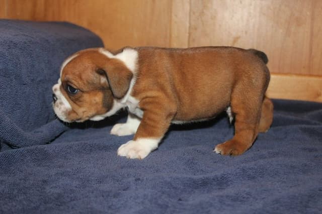Extraordinary litter of Red English Bulldog Puppies media 15