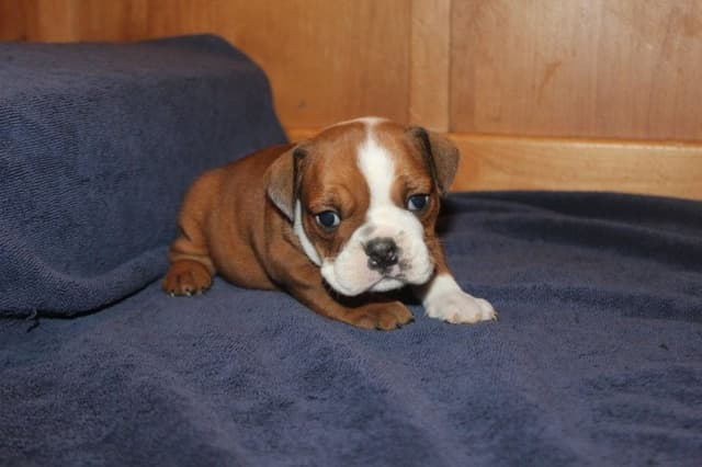 Extraordinary litter of Red English Bulldog Puppies media 16