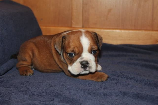 Extraordinary litter of Red English Bulldog Puppies media 17