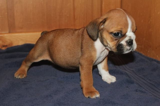Beautiful litter of English Bulldogs from Fallen Timbers media 3