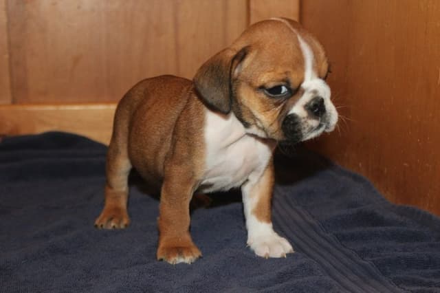 Beautiful litter of English Bulldogs from Fallen Timbers media 5