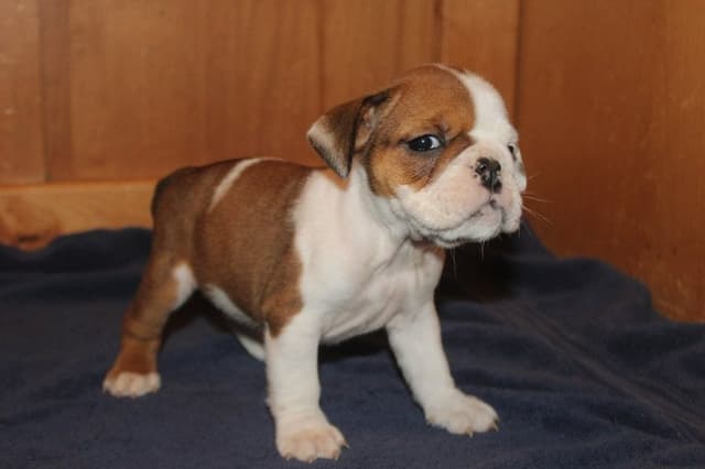 Beautiful litter of English Bulldogs from Fallen Timbers media 7