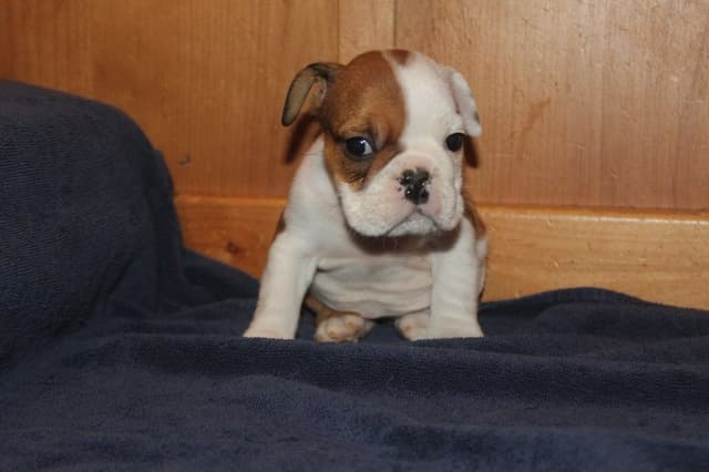 Beautiful litter of English Bulldogs from Fallen Timbers media 6