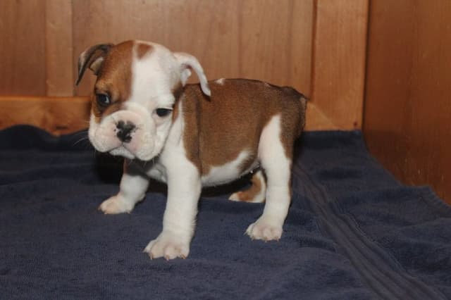 Beautiful litter of English Bulldogs from Fallen Timbers media 8