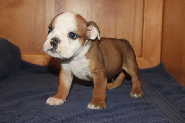 Beautiful litter of English Bulldogs from Fallen Timbers media 9