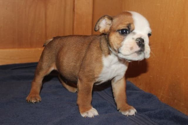 Beautiful litter of English Bulldogs from Fallen Timbers media 10