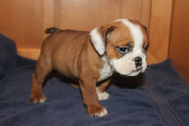 Beautiful litter of English Bulldogs from Fallen Timbers media 11