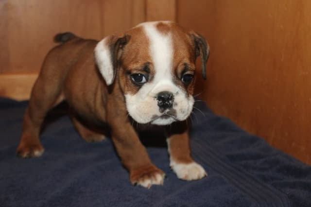 Beautiful litter of English Bulldogs from Fallen Timbers media 12