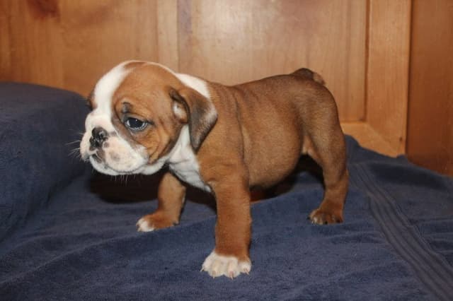 Beautiful litter of English Bulldogs from Fallen Timbers media 13