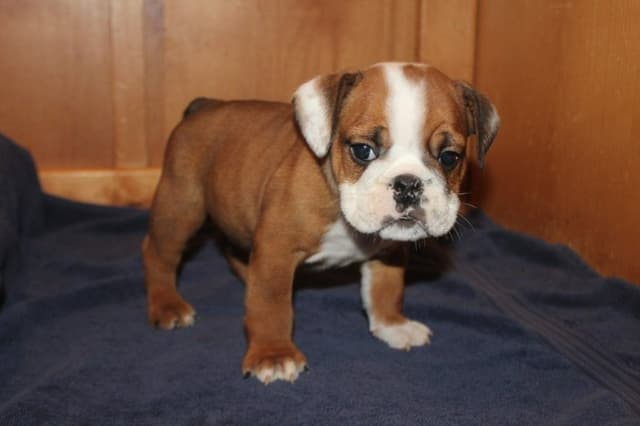 Beautiful litter of English Bulldogs from Fallen Timbers media 14